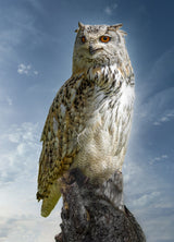 The Owl. Poster och Canvastavla
