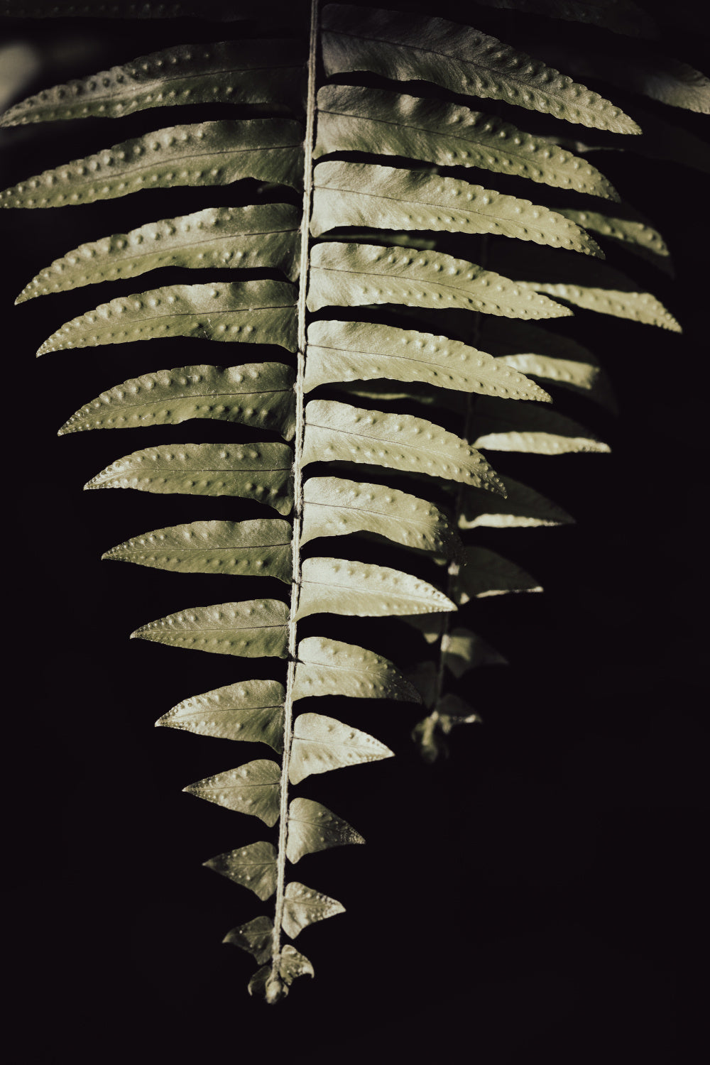 Fern Leaf Poster och Canvastavla