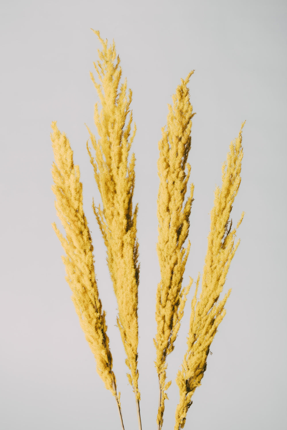 Yellow Grass Poster och Canvastavla