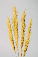 Yellow Grass Poster och Canvastavla