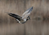 Canada goose (Branta canadensis) Poster och Canvastavla