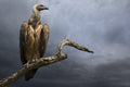 The Vulture Poster och Canvastavla