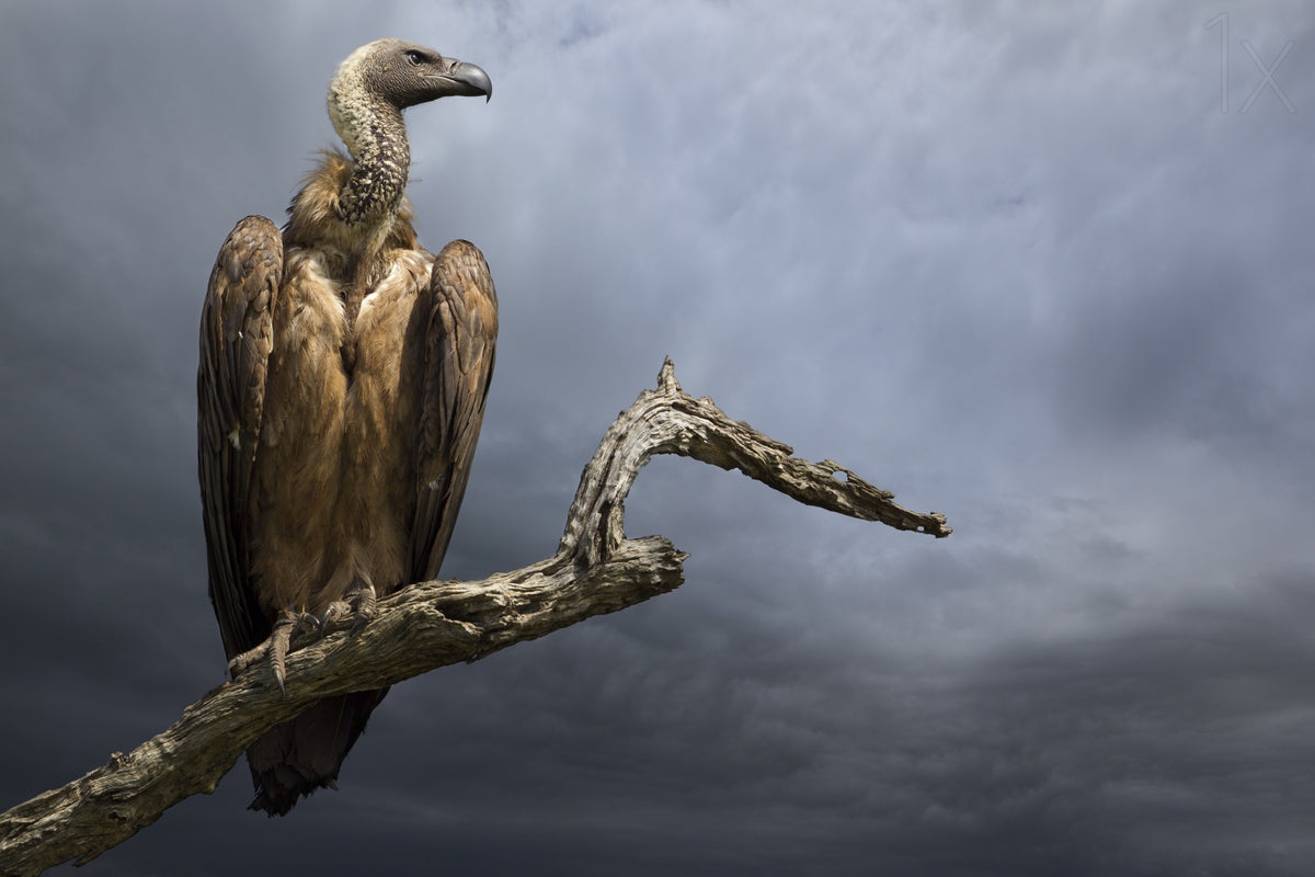 The Vulture Poster och Canvastavla