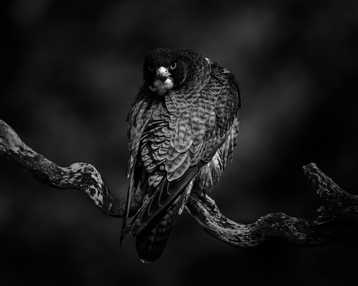Gazing - Peregrine Falcon Poster och Canvastavla