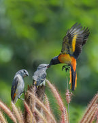 mantenan birds2 Poster och Canvastavla