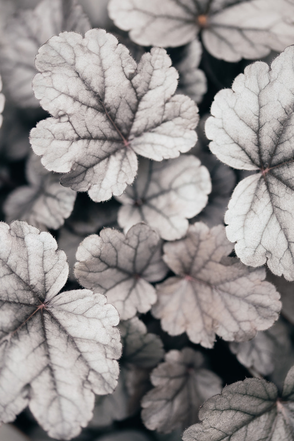 Gray-pink Leaves Poster och Canvastavla