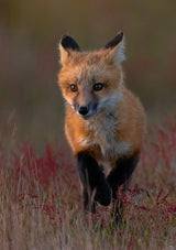 Red fox Poster och Canvastavla