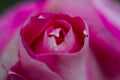 pink rose close up Poster och Canvastavla