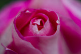 pink rose close up Poster och Canvastavla