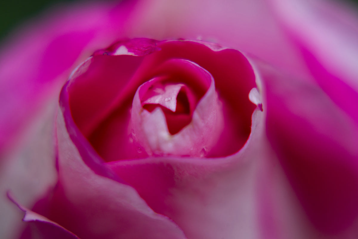 pink rose close up Poster och Canvastavla