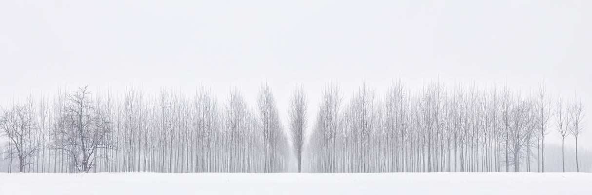 Winter woodland Poster och Canvastavla
