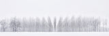 Winter woodland Poster och Canvastavla