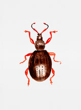Strawberry root weevil  or Otiorhynchus ovatus Poster och Canvastavla