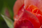 rose and water drops Poster och Canvastavla