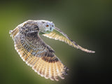 Flying Owl Poster och Canvastavla