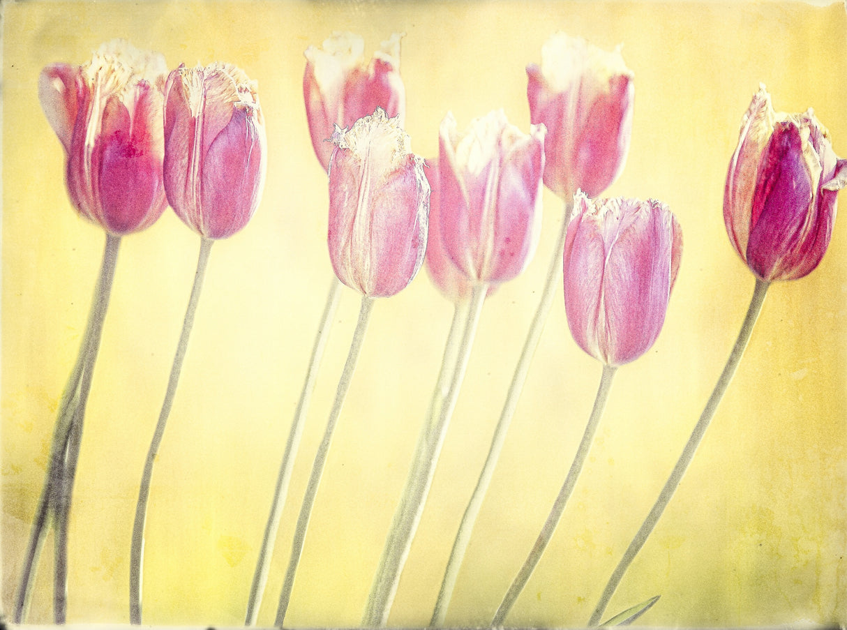 tulips Poster och Canvastavla