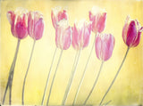 tulips Poster och Canvastavla