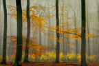 The latest autumn colors ............. Poster och Canvastavla