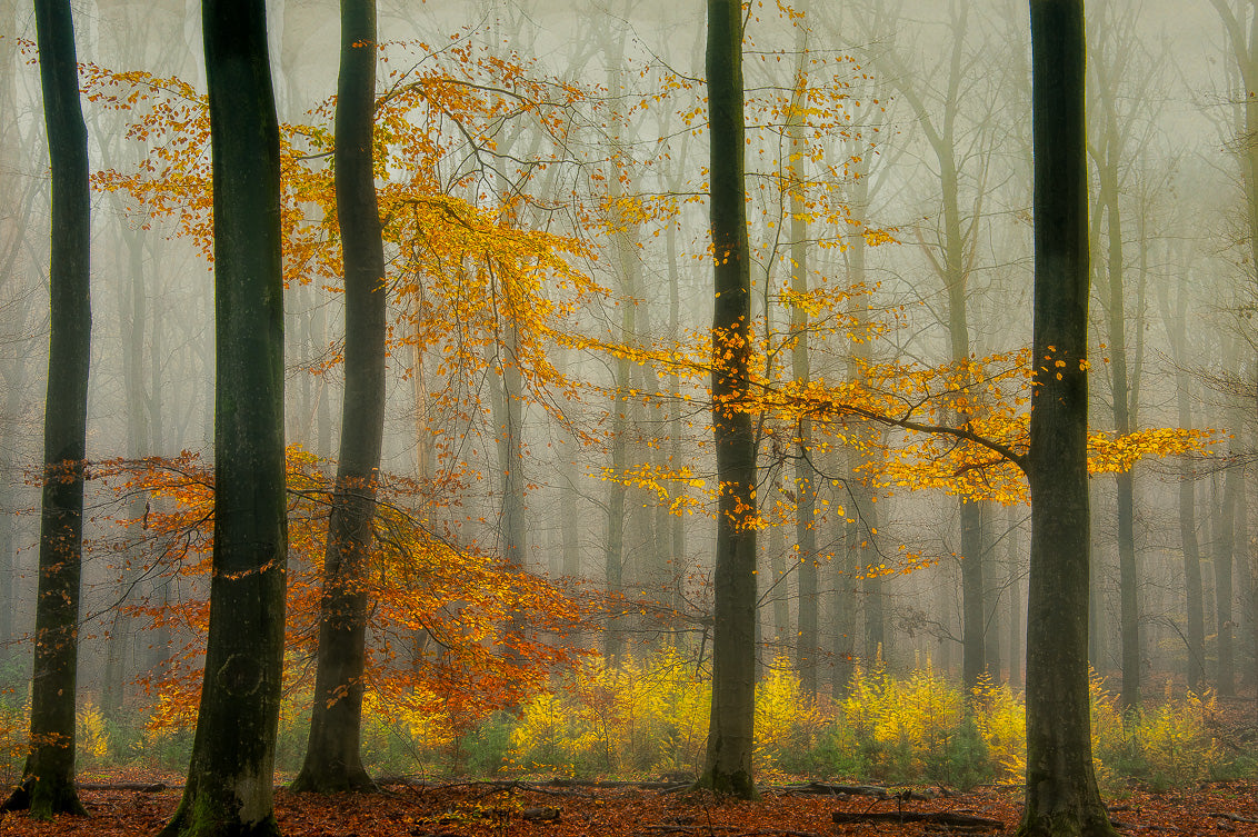 The latest autumn colors ............. Poster och Canvastavla