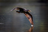 Double-crested Cormorant Poster och Canvastavla