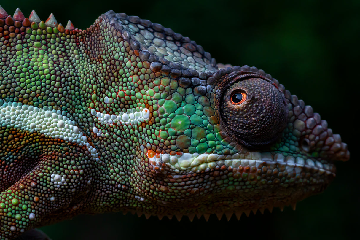 The Face of Panther Chameleon Poster och Canvastavla