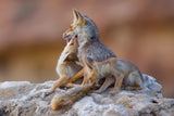 Fox family Poster och Canvastavla