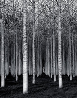 The Forest For The Trees Poster och Canvastavla