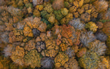 Autumn Colors Poster och Canvastavla