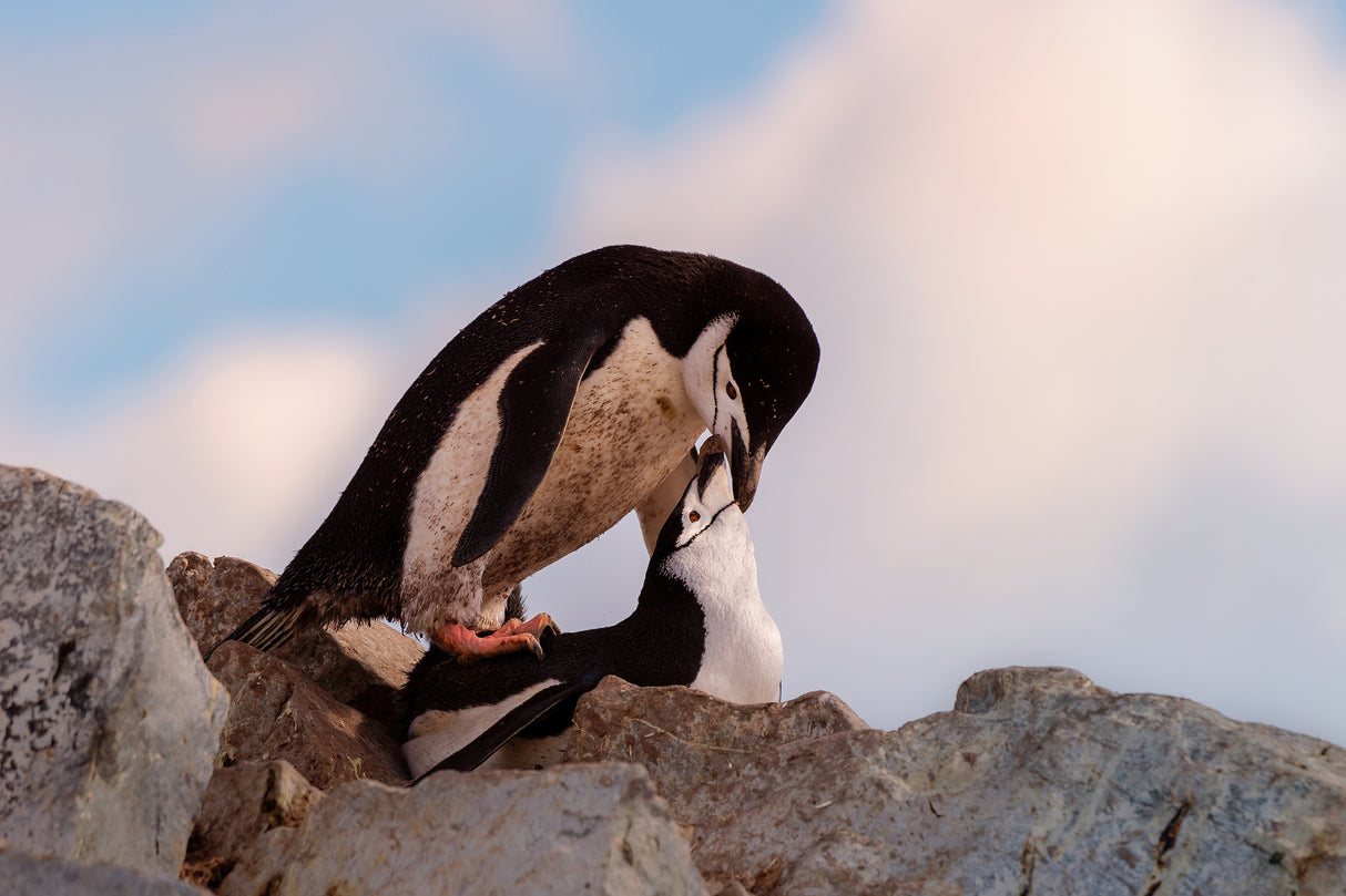 2 penguin's Poster och Canvastavla