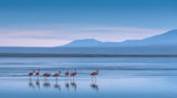 Flamingoes Poster och Canvastavla