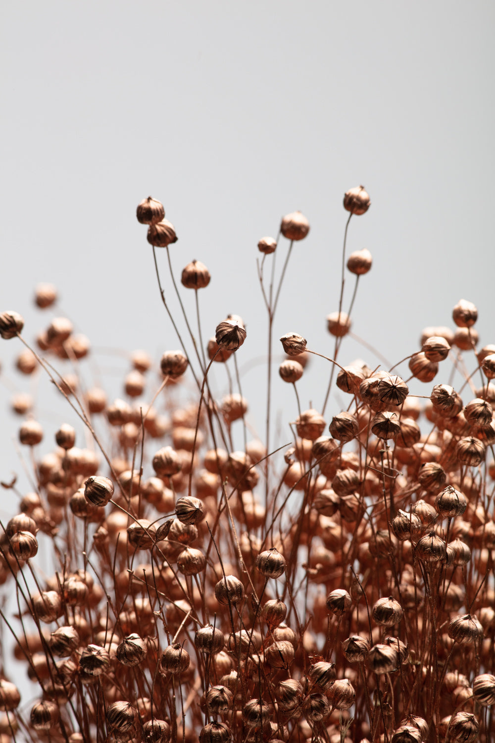 Dried Grass Copper 01 Poster och Canvastavla