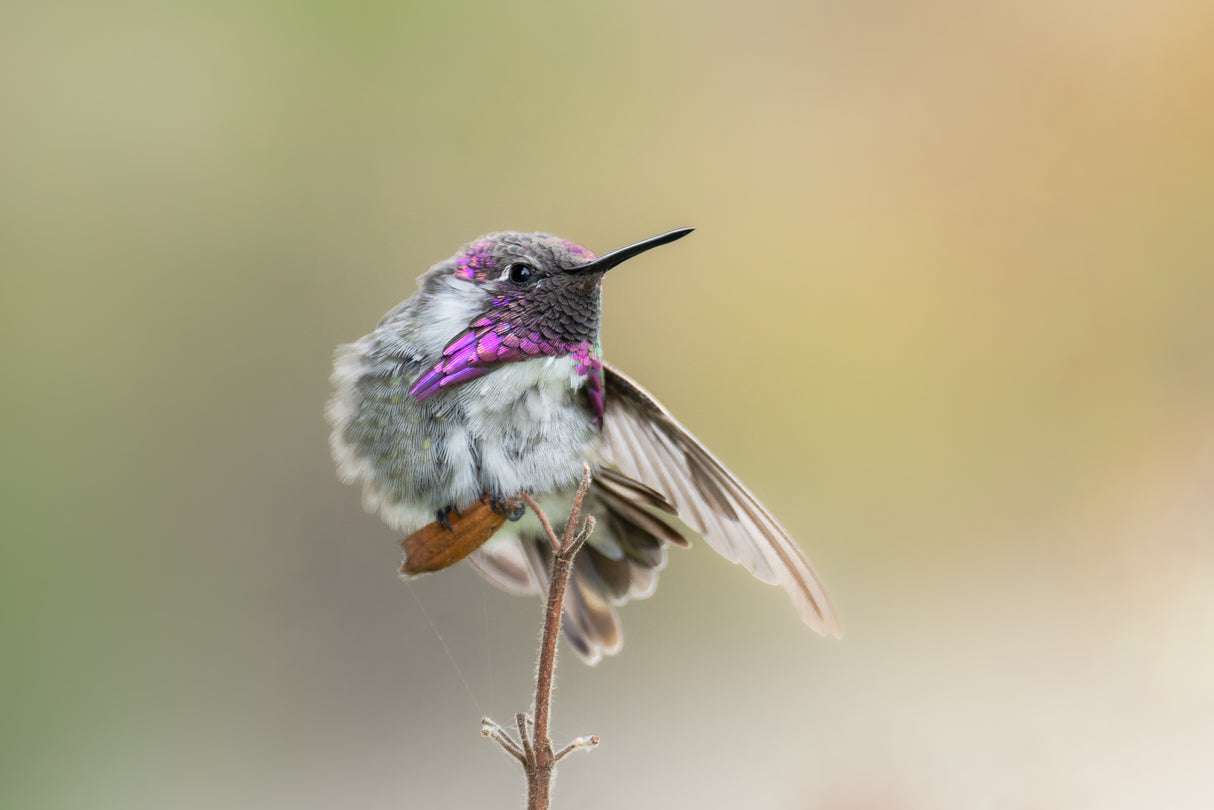 Costa's Hummingbird Stretch Poster och Canvastavla