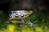 Copper-headed Trinket Snake Poster och Canvastavla
