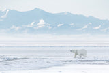 White world Poster och Canvastavla