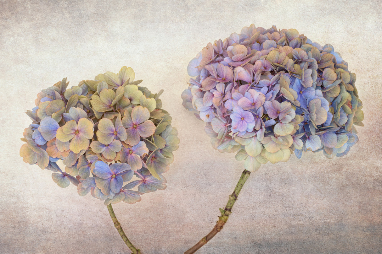 Hydrangea Poster och Canvastavla