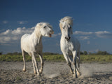 White horses Poster och Canvastavla