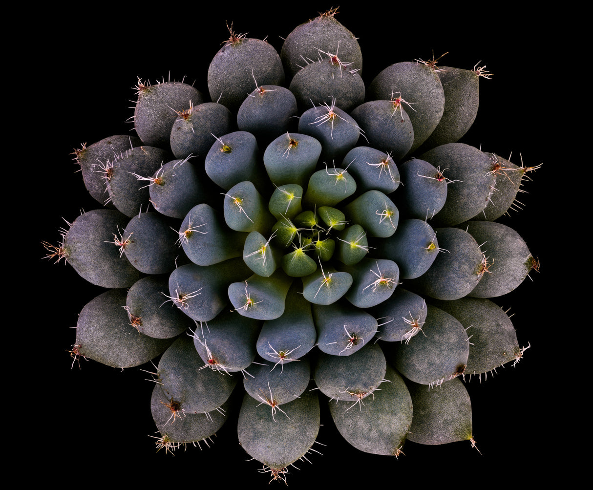 Echeveria setosa var. deminuta Poster och Canvastavla