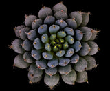 Echeveria setosa var. deminuta Poster och Canvastavla