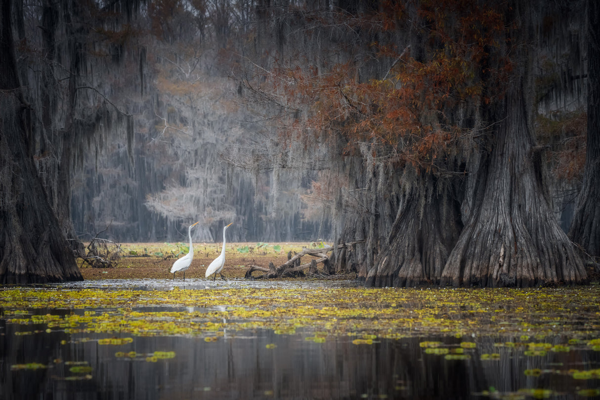 Caddo Lake Poster och Canvastavla