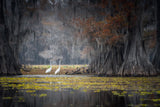Caddo Lake Poster och Canvastavla