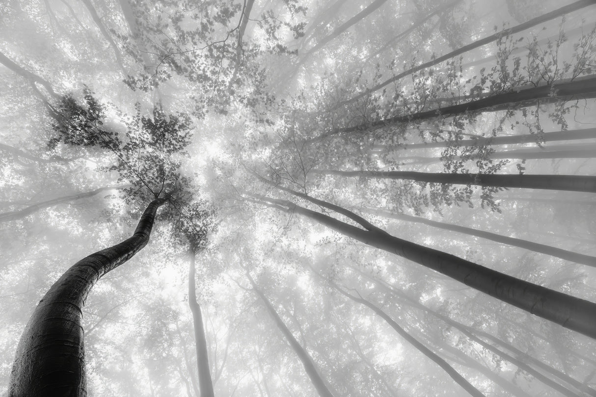 Fog in the treetops Poster och Canvastavla
