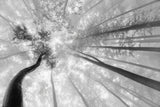 Fog in the treetops Poster och Canvastavla