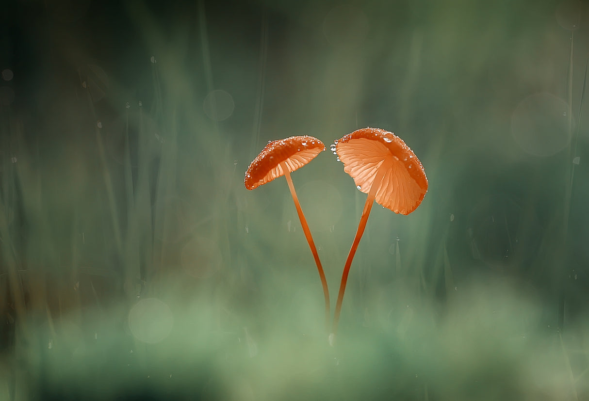 Wet Morning Poster och Canvastavla