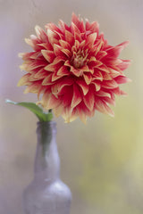 Dahlia in a Vase Poster och Canvastavla