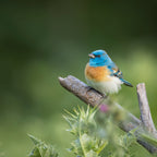 Lazuli bunting Poster och Canvastavla