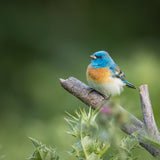 Lazuli bunting Poster och Canvastavla