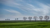 Tree lines Poster och Canvastavla