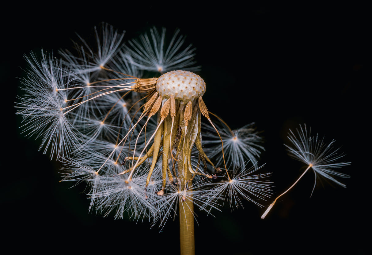 White beauty Poster och Canvastavla