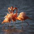 Four pink tutu dancers Poster och Canvastavla