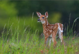 Spring Fawn Poster och Canvastavla